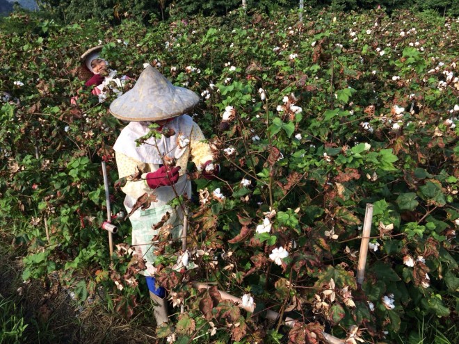 自己的棉花自己種 有機農業全球資訊網