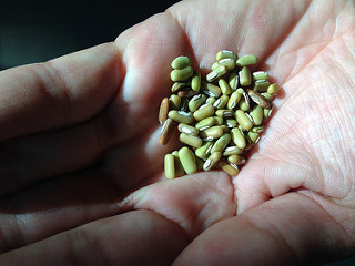 傳統赤小豆種原。攝影：廖香璞