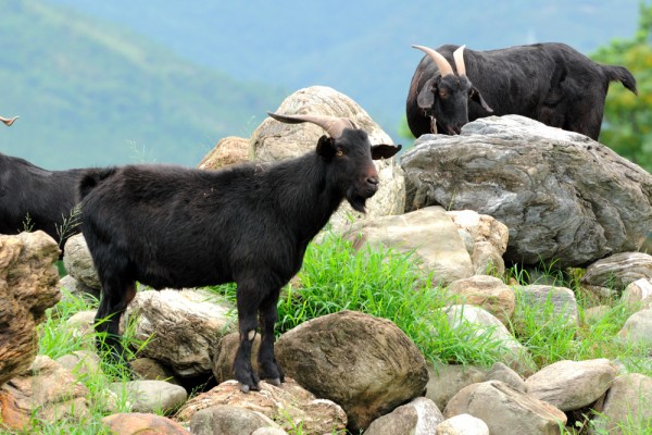 本土黑山羊保種復育 有機山羊肉區隔市場