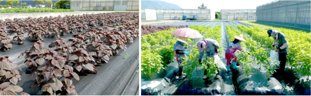 紫蘇有機栽培技術 有機農業全球資訊網